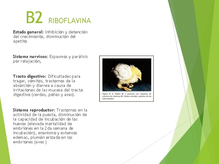 B 2 RIBOFLAVINA Estado general: Inhibición y detención del crecimiento, disminución del apetito Sistema