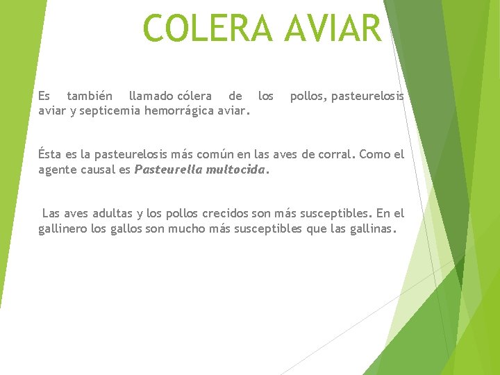 COLERA AVIAR Es también llamado cólera de los aviar y septicemia hemorrágica aviar. pollos,