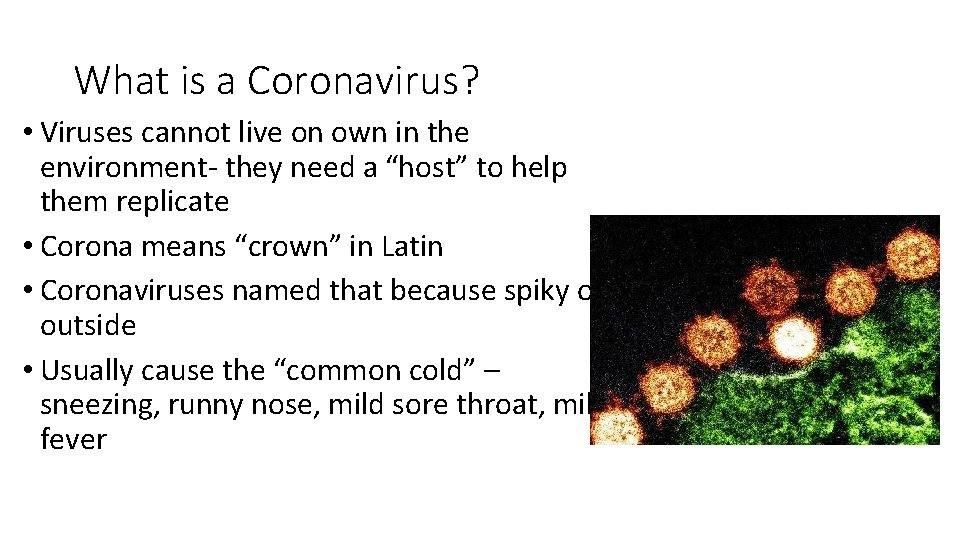 What is a Coronavirus? • Viruses cannot live on own in the environment- they