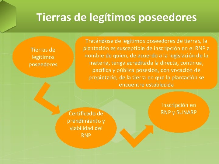 Tierras de legítimos poseedores Tratándose de legítimos poseedores de tierras, la plantación es susceptible