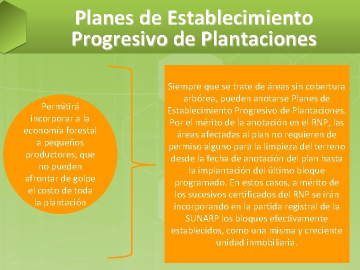 Planes de Establecimiento Progresivo de Plantaciones Permitirá incorporar a la economía forestal a pequeños