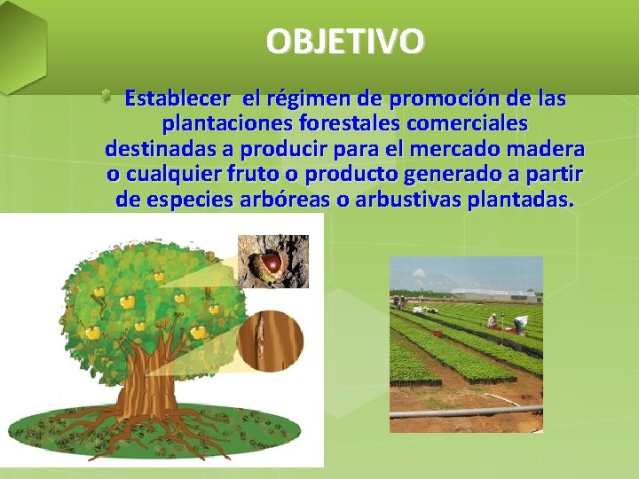 OBJETIVO Establecer el régimen de promoción de las plantaciones forestales comerciales destinadas a producir
