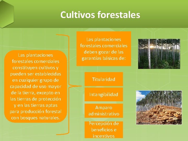 Cultivos forestales Las plantaciones forestales comerciales constituyen cultivos y pueden ser establecidas en cualquier