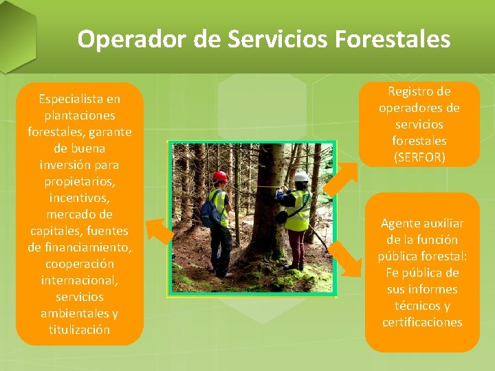 Operador de Servicios Forestales Especialista en plantaciones forestales, garante de buena inversión para propietarios,