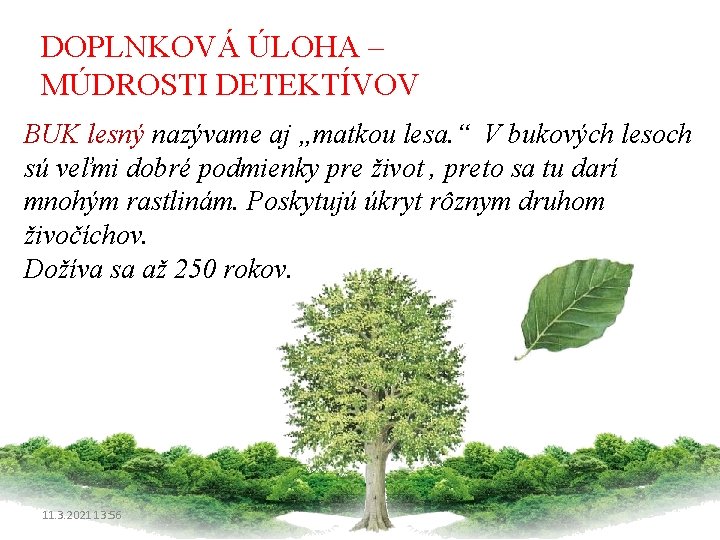 DOPLNKOVÁ ÚLOHA – MÚDROSTI DETEKTÍVOV BUK lesný nazývame aj „matkou lesa. “ V bukových