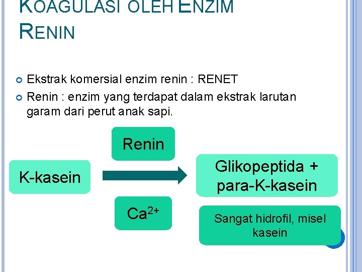 KOAGULASI OLEH ENZIM RENIN Ekstrak komersial enzim renin : RENET Renin : enzim yang