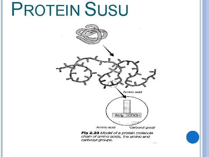 PROTEIN SUSU 