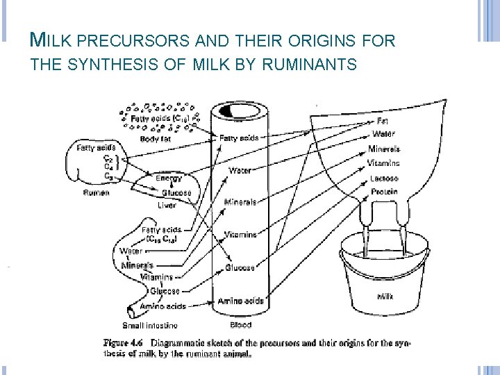 MILK PRECURSORS AND THEIR ORIGINS FOR THE SYNTHESIS OF MILK BY RUMINANTS MILK PRECURSORS AND THEIR ORIGINS FOR THE SYNTHESIS OF MILK BY RUMINANTS