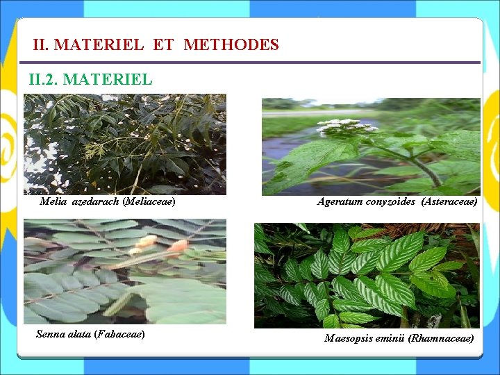 II. MATERIEL ET METHODES II. 2. MATERIEL Melia azedarach (Meliaceae) Senna alata (Fabaceae) Ageratum