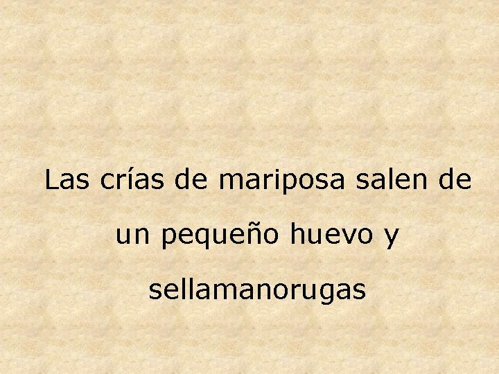 Las crías de mariposa salen de un pequeño huevo y sellamanorugas 