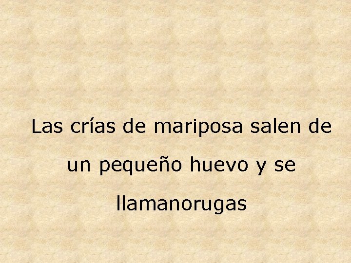 Las crías de mariposa salen de un pequeño huevo y se llamanorugas 