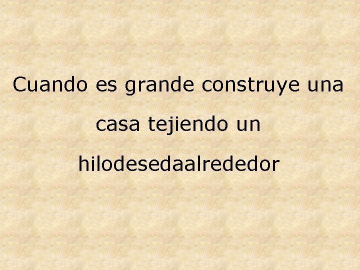 Cuando es grande construye una casa tejiendo un hilodesedaalrededor 