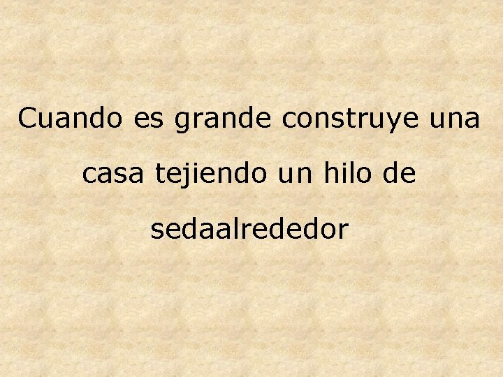 Cuando es grande construye una casa tejiendo un hilo de sedaalrededor 