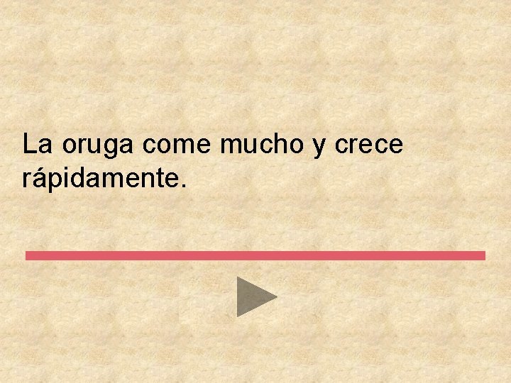 La oruga come mucho y crece rápidamente. 