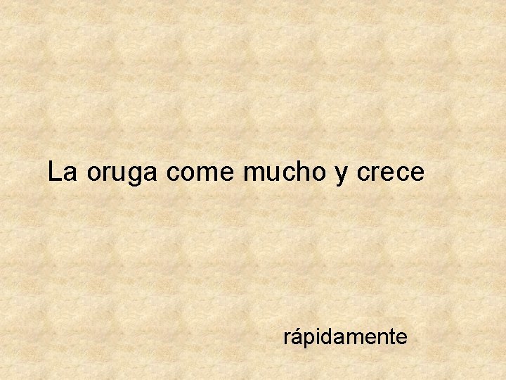 La oruga come mucho y crece rápidamente 