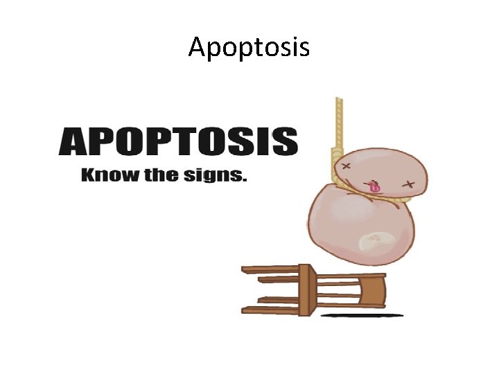 Apoptosis 