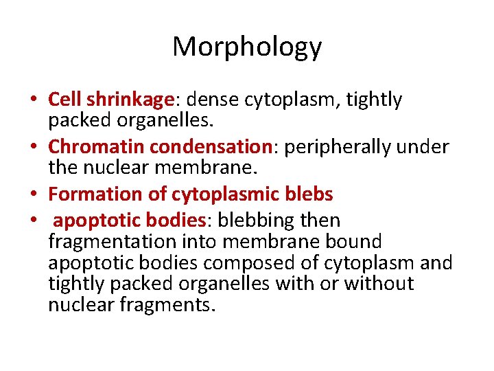 Morphology • Cell shrinkage: dense cytoplasm, tightly packed organelles. • Chromatin condensation: peripherally under