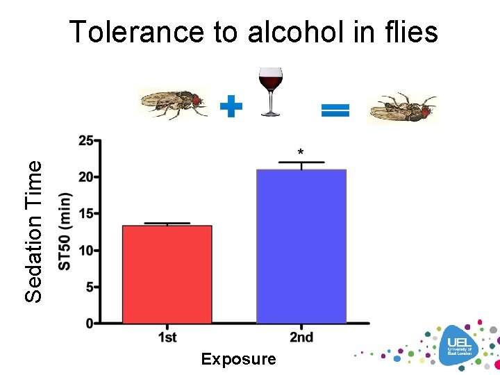 Sedation Time Tolerance to alcohol in flies Exposure 