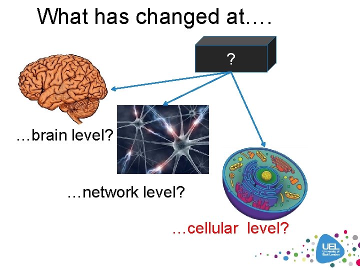 What has changed at…. ? …brain level? …network level? …cellular level? 