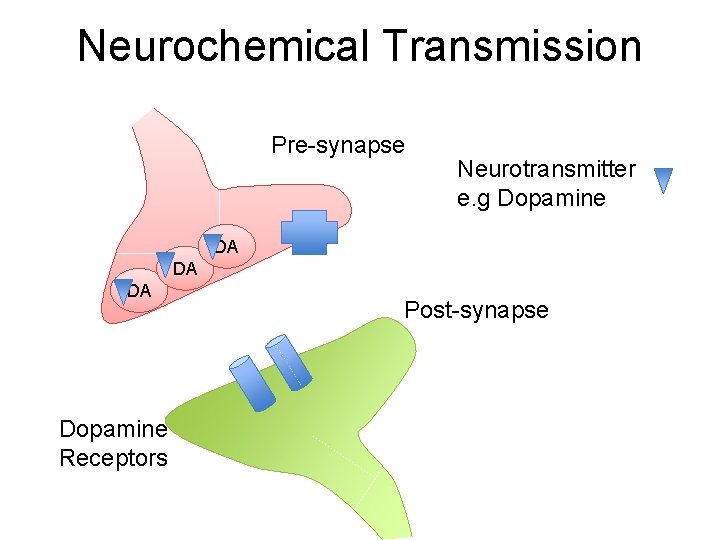 Neurochemical Transmission Pre-synapse Neurotransmitter e. g Dopamine DA DA DA Dopamine Receptors Post-synapse 