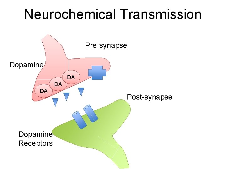 Neurochemical Transmission Pre-synapse Dopamine DA DA DA Dopamine Receptors Post-synapse 