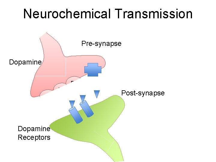 Neurochemical Transmission Pre-synapse Dopamine DA DA DA Dopamine Receptors Post-synapse 