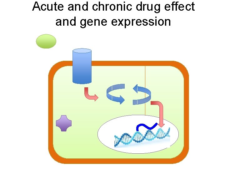 Acute and chronic drug effect and gene expression 