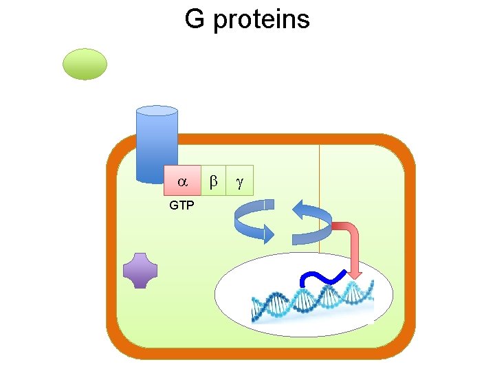 G proteins a GTP b g 