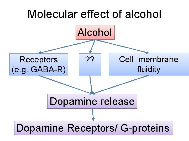 Molecular effect of alcohol Alcohol Receptors (e. g. GABA-R) ? ? Cell membrane fluidity