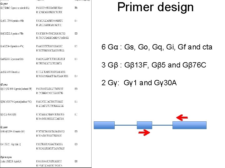 Primer design 6 Gα : Gs, Go, Gq, Gi, Gf and cta 3 Gβ