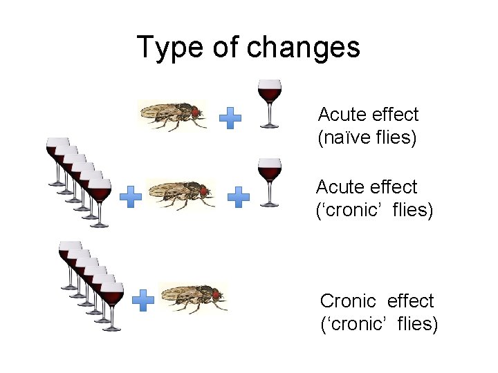 Type of changes Acute effect (naïve flies) Acute effect (‘cronic’ flies) Cronic effect (‘cronic’