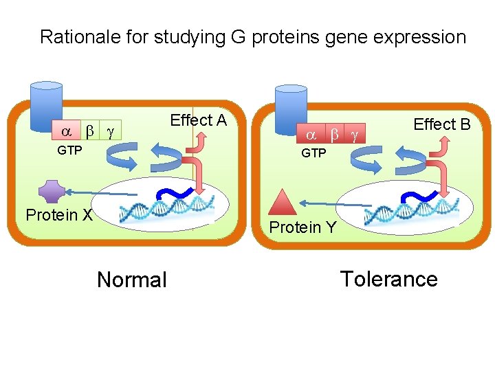 Rationale for studying G proteins gene expression a b g GTP Effect A a