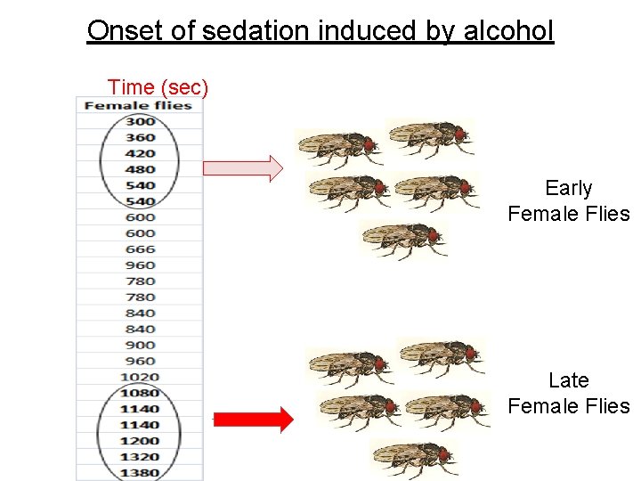 Onset of sedation induced by alcohol Time (sec) Early Female Flies Late Female Flies