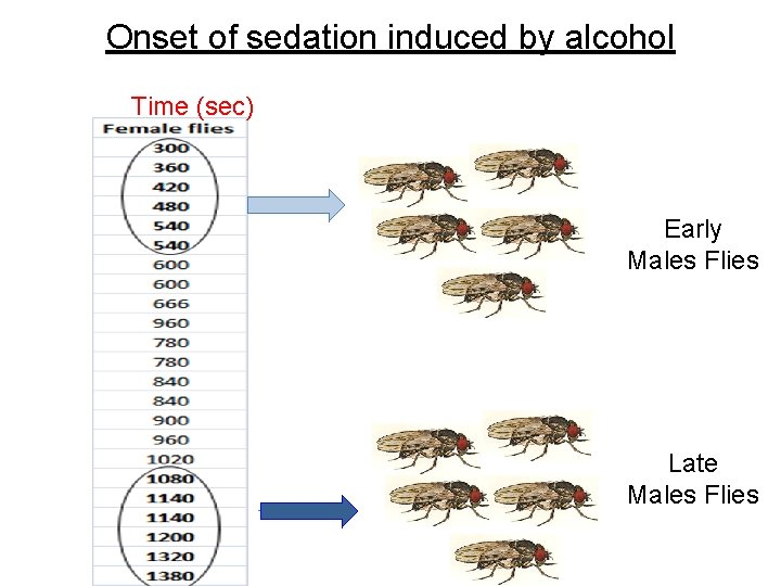 Onset of sedation induced by alcohol Time (sec) Early Males Flies Late Males Flies