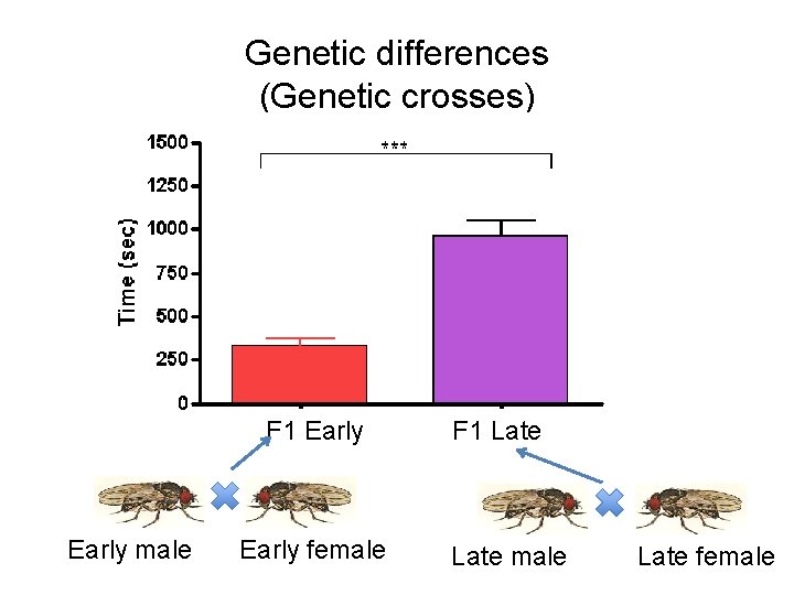 Genetic differences (Genetic crosses) F 1 Early male Early female F 1 Late male