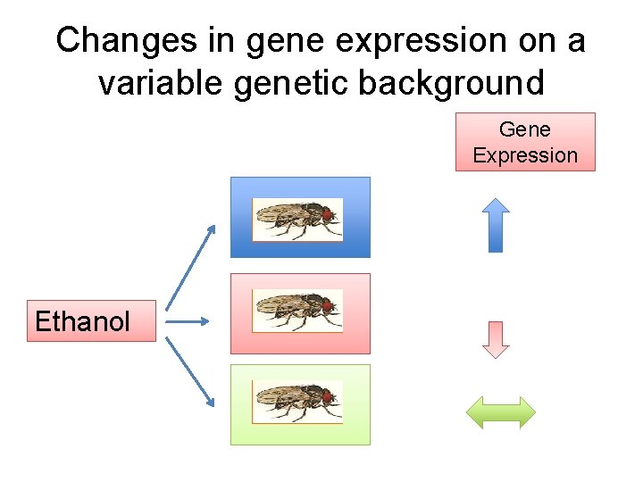 Changes in gene expression on a variable genetic background Gene Expression Ethanol 