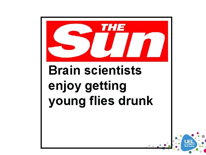 Brain scientists enjoy getting young flies drunk 