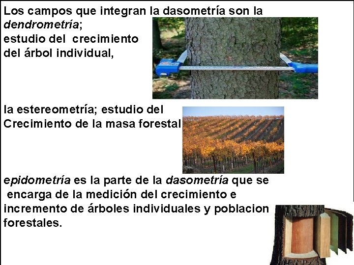 Los campos que integran la dasometría son la dendrometría; estudio del crecimiento del árbol