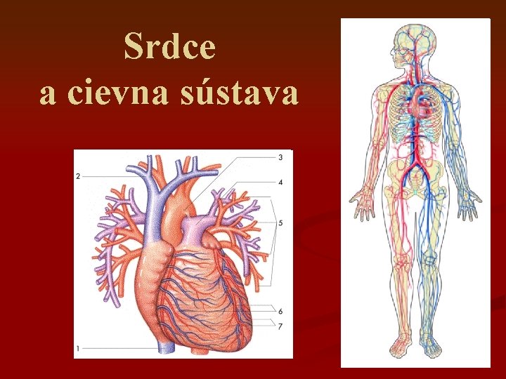 Srdce a cievna sústava 