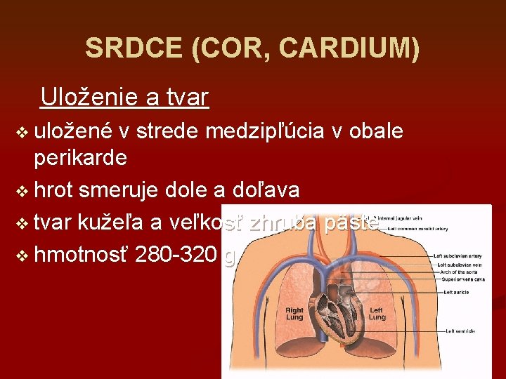 SRDCE (COR, CARDIUM) Uloženie a tvar v uložené v strede medzipľúcia v obale perikarde