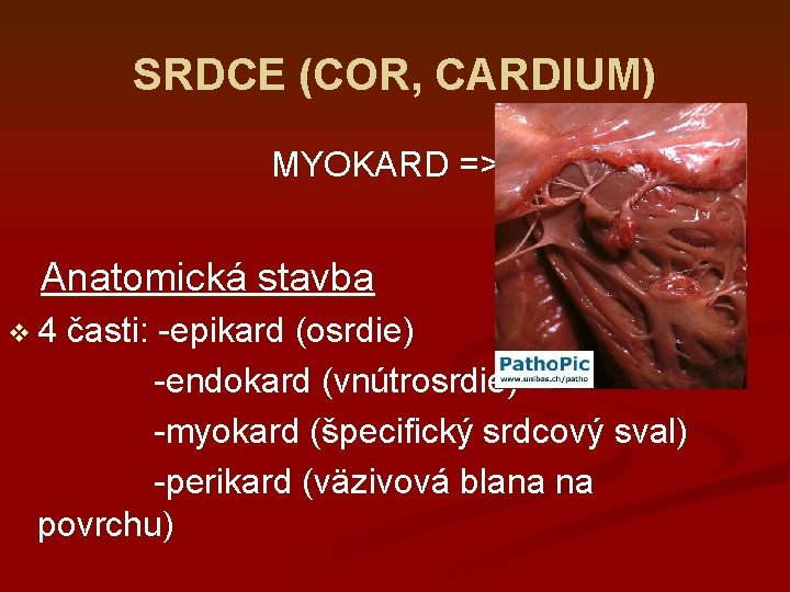 SRDCE (COR, CARDIUM) MYOKARD => Anatomická stavba v 4 časti: -epikard (osrdie) -endokard (vnútrosrdie)