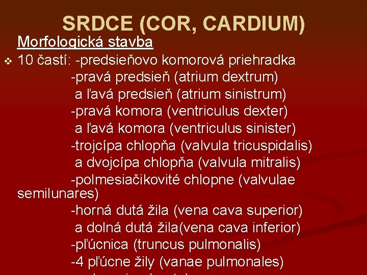SRDCE (COR, CARDIUM) Morfologická stavba v 10 častí: -predsieňovo komorová priehradka -pravá predsieň (atrium