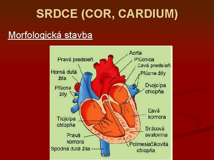 SRDCE (COR, CARDIUM) Morfologická stavba 