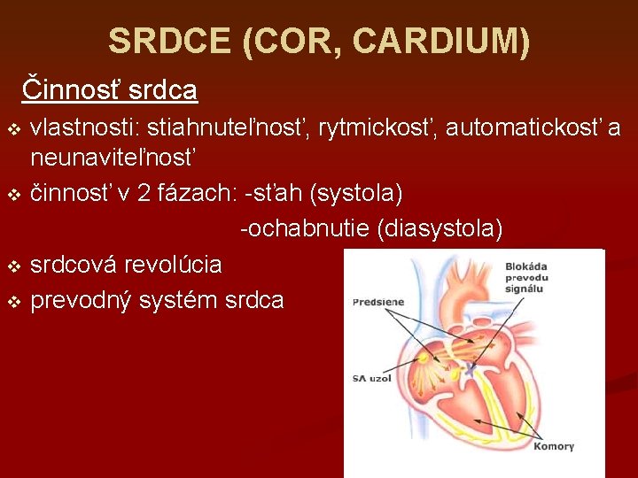 SRDCE (COR, CARDIUM) Činnosť srdca vlastnosti: stiahnuteľnosť, rytmickosť, automatickosť a neunaviteľnosť v činnosť v