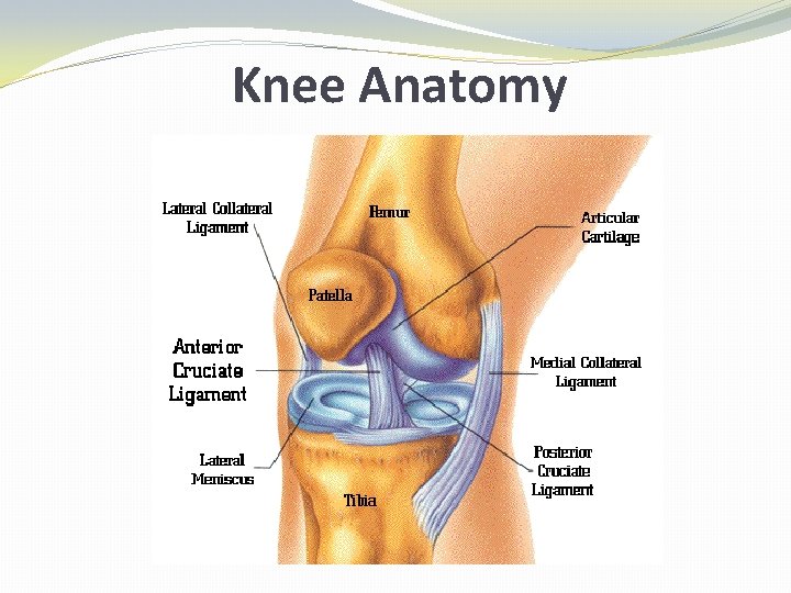 Knee Anatomy 