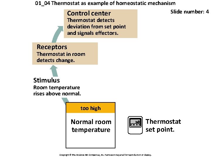 01_04 Thermostat as example of homeostatic mechanism Slide number: 4 Control center Thermostat detects