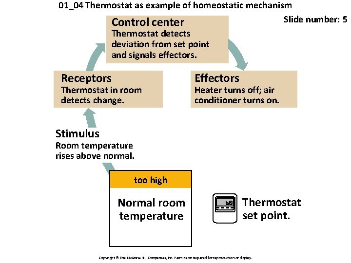 01_04 Thermostat as example of homeostatic mechanism Slide number: 5 Control center Thermostat detects