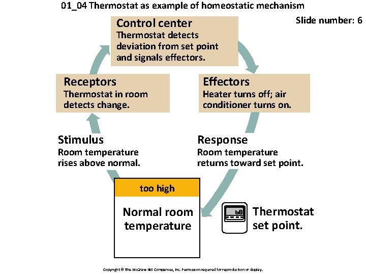 01_04 Thermostat as example of homeostatic mechanism Slide number: 6 Control center Thermostat detects