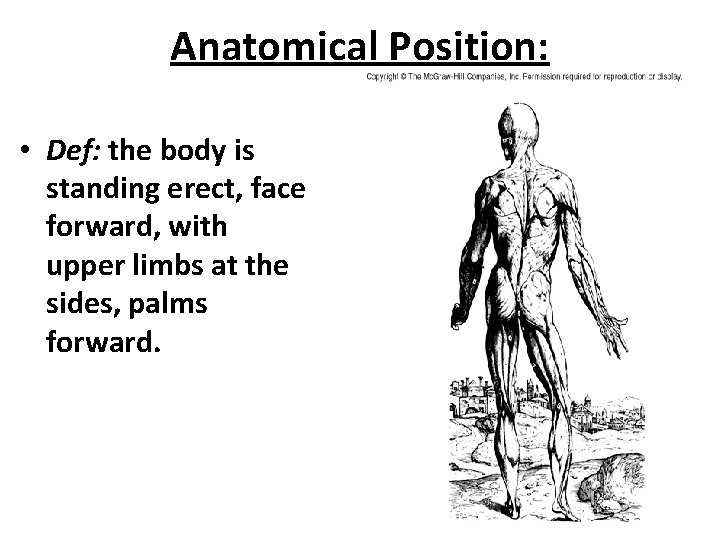 Anatomical Position: • Def: the body is standing erect, face forward, with upper limbs