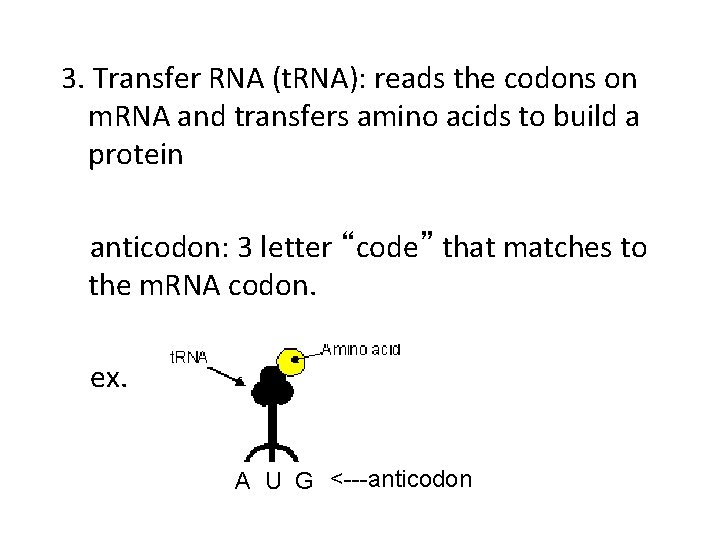 Transfer Rna Codon RNA Intro to Protein Synthesis NOTES 12 RNA